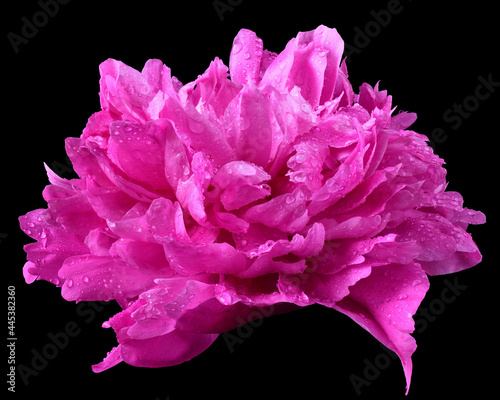 Fototapeta Naklejka Na Ścianę i Meble -  Pink pion flower close-up isolated