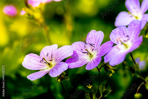 Gros plan sur des fleures violettes dans un champs 