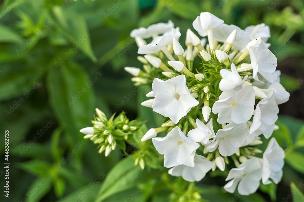 Fototapeta premium Beautiful white phlox close-up on a green background.