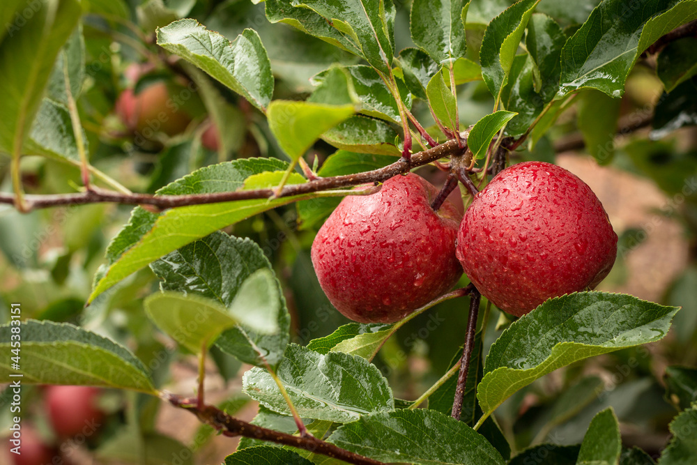 Red Apples hanging in tree Red Apples hanging in tree