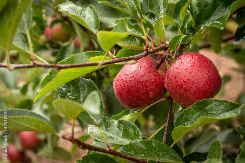 Red Apples hanging in tree