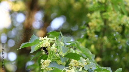 A black butterfly collects pollen from linden flowers on a linden tree.