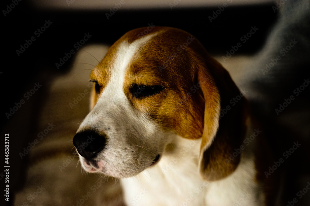 beagle dog portrait