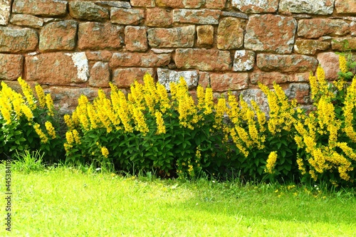 A row of yellow flowering perennials Lysimachia punctata in front of a brick wall, lush green grass