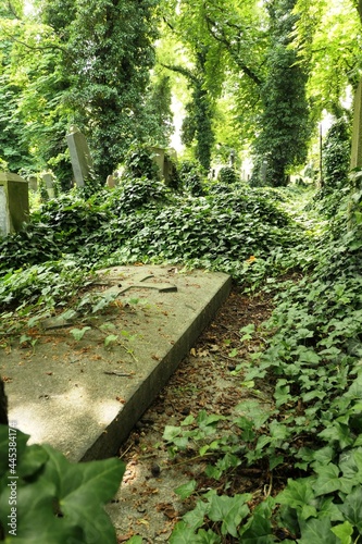 A simple tombstone, a carved cross on it, an old abandoned cemetery, there are other tombstones around, trees in the background, everything is overgrown with ivy