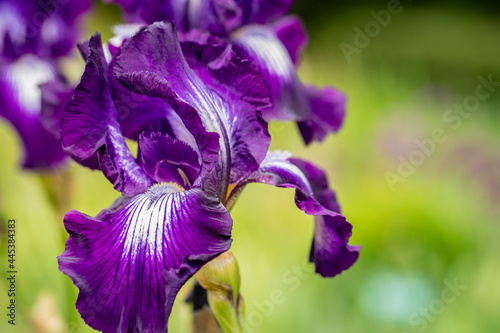 Iris mauve violette en gros plan