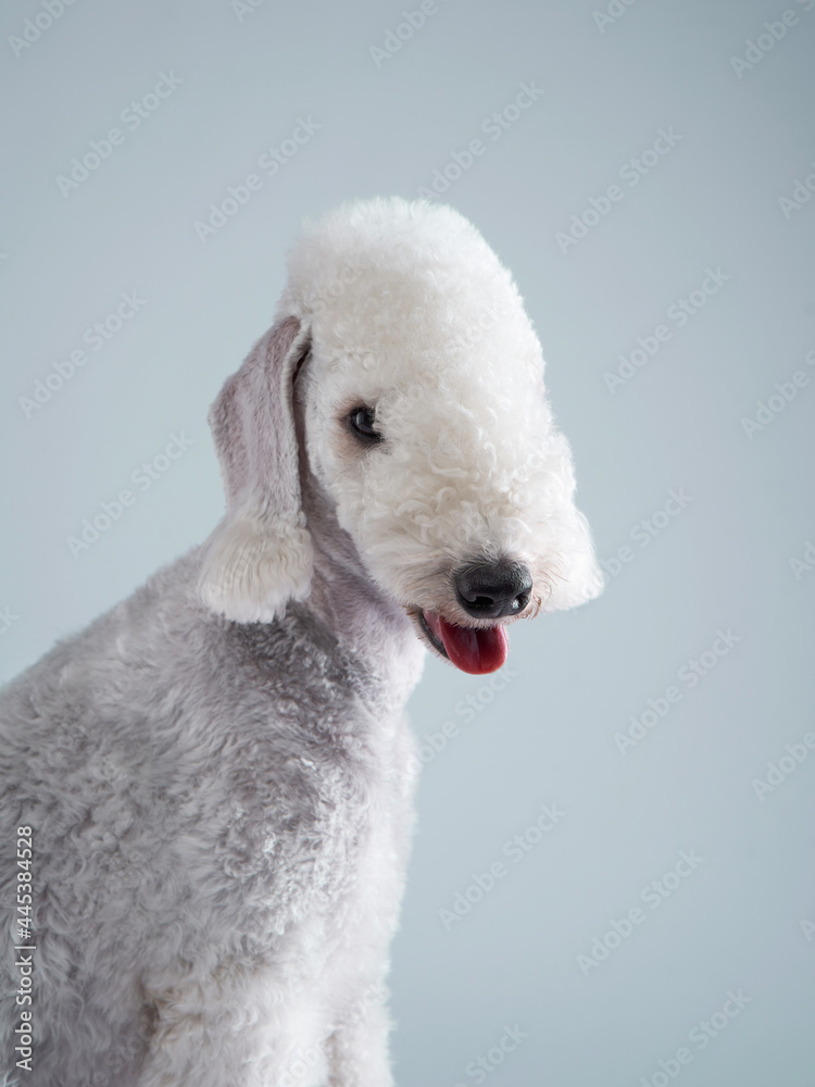 White Bedlington. close-up portrait of a dog. Charming pet in studio