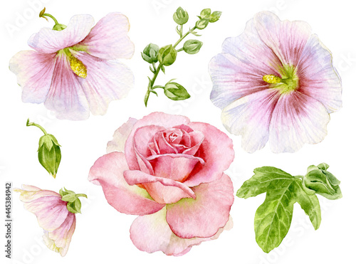 A set of watercolor illustrations of mallow and rose flowers. Hand made watercolor illustration of flowers. photo
