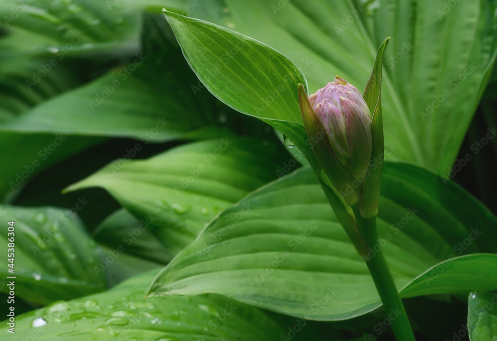 Hosta leaves are covered with water drops on a summer day. Flowering period. close-up. Textured wavy green leaves. Nature in detail after the rain. Wet decorative leaves. Well kept garden Hosta leaves are covered with water drops on a summer day. Flowering period. close-up. Textured wavy green leaves. Nature in detail after the rain. Wet decorative leaves. Well kept garden