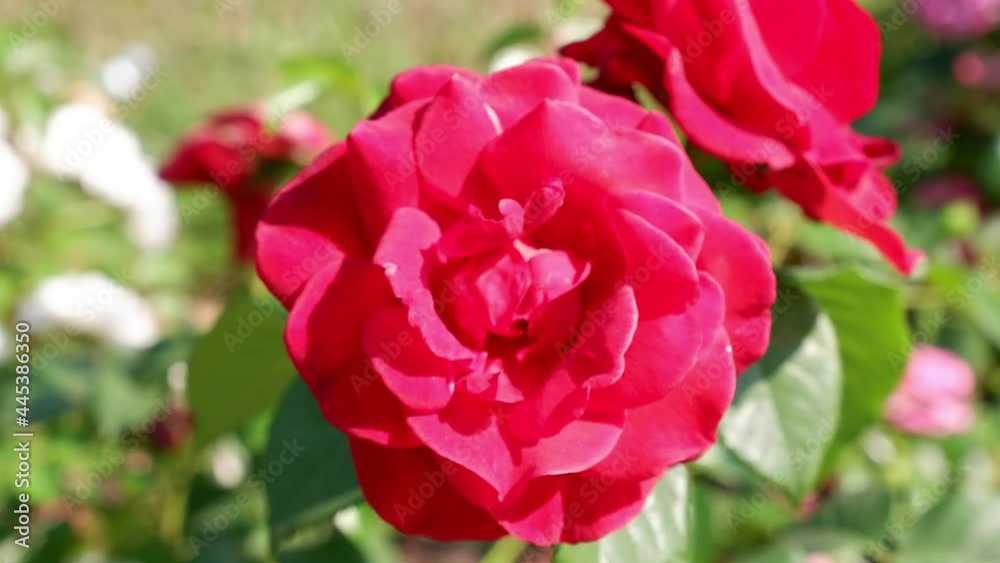 Red rose on a blurred background is moving. Red rose on a blurred background is moving.