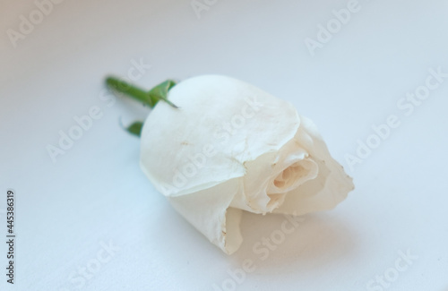 Cut white rose bud on a white background. Concept of romantic congratulations, card with declaration of love, symbol of withering. Image with a soft mist effect and soft focus.