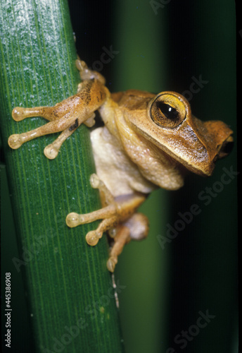 Anfíbio sobre galho com pose de curioso. photo