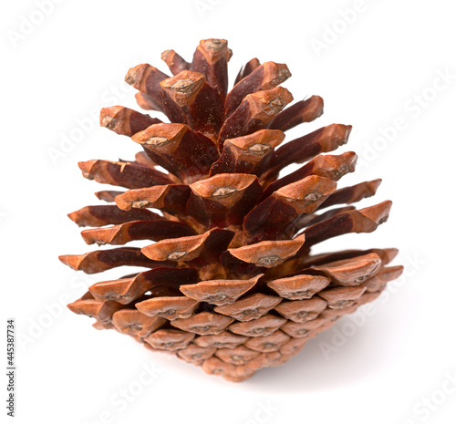 one dried pine cone isolated on white background