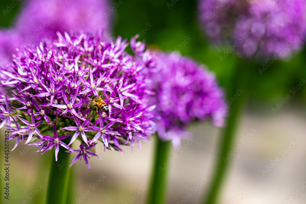 Abeille devant un allium , fleur violette en forme de boule Abeille devant un allium , fleur violette en forme de boule