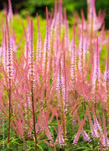 A field of Tall upright feathery pink flowery type grass (Veronicastrum ) photo