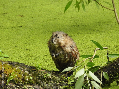 The muskrat looks around