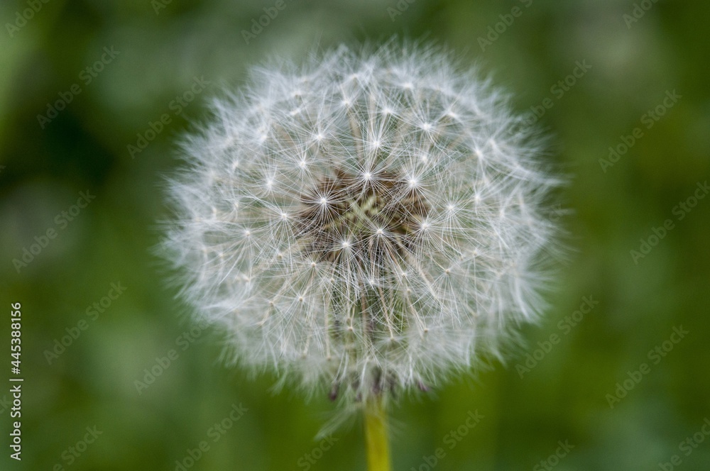 dandelion on green 