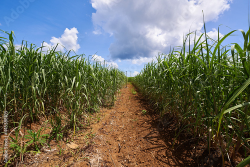沖縄県の読谷村で撮影した収穫前のサトウキビ畑