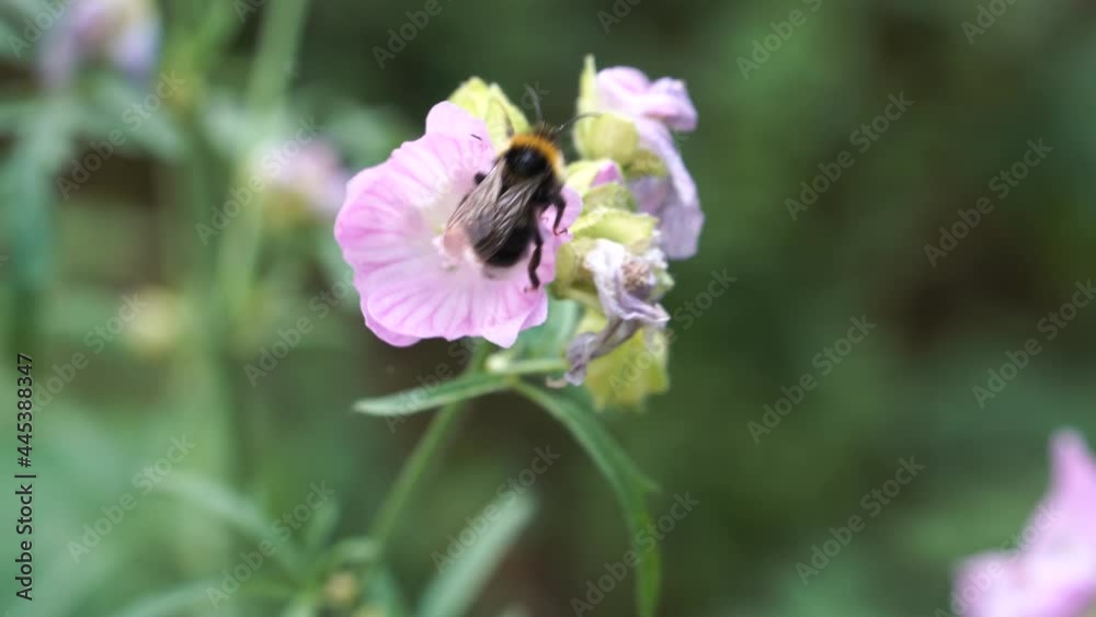 Natural processes in the wild - a bumblebee located on the flower and collect the nectar. The beautiful close-up scene with an insects life in nature in the summer season. Shallow depth of field. Natural processes in the wild - a bumblebee located on the flower and collect the nectar. The beautiful close-up scene with an insects life in nature in the summer season. Shallow depth of field.