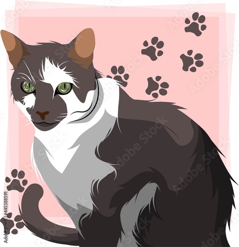 A cat with brown and white fur on a pink background with cat paw print on it.