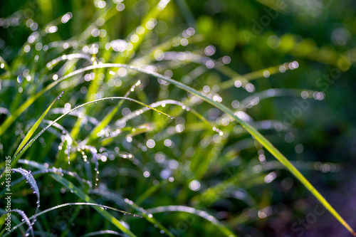 drops of dew on a green grass © panda3800