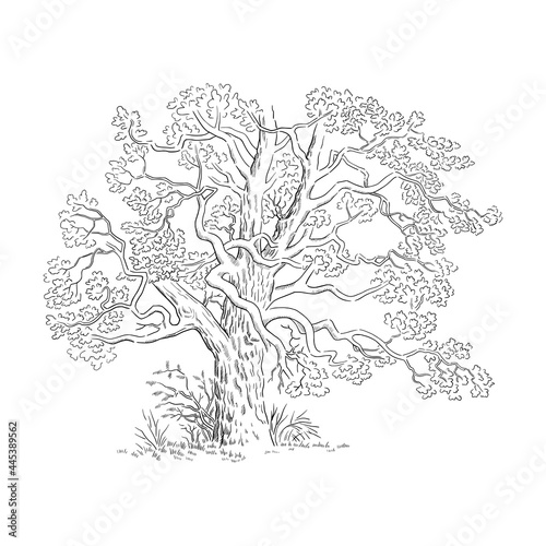 Vector illustration with sketch tree, black and white line art