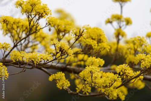 Yellow flower of cornus officinalis,  Japanese cornelian cherry