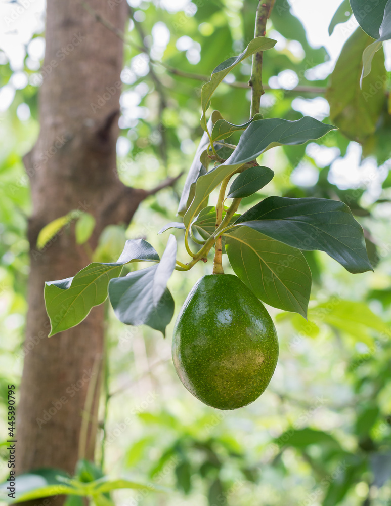 avocado in the tree branch, also known as alligator pear or butter fruit,  fresh fruit on a natural background, closeup Stock-Foto | Adobe Stock