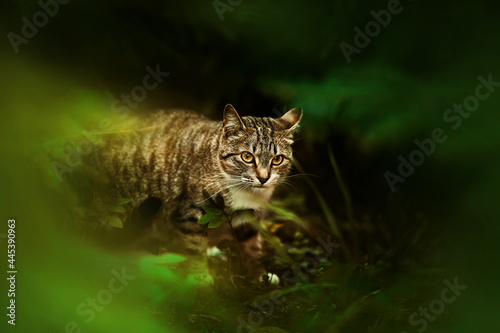 A wild tabby cat sneaks through dark thickets in a green summer forest at dusk. Nature and animals. ©  Valeri Vatel