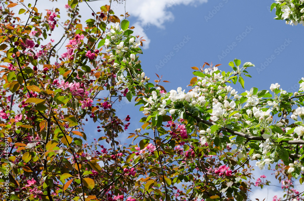 Colorful blooming of the apple tree