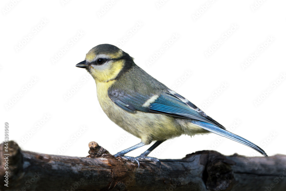 Obraz premium Side view of a cute juvenile blue tit bird sitting on a dry branch and isolated on white background