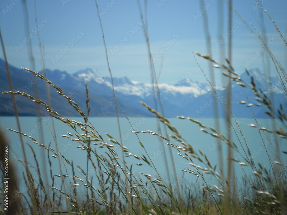 grass and sky grass and sky