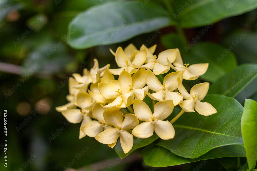 Obraz premium ixora flowers are yellow, blooming beautifully