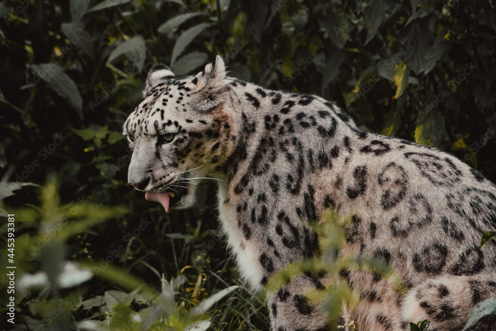 Naklejka premium Leopard Portrait in Jungle