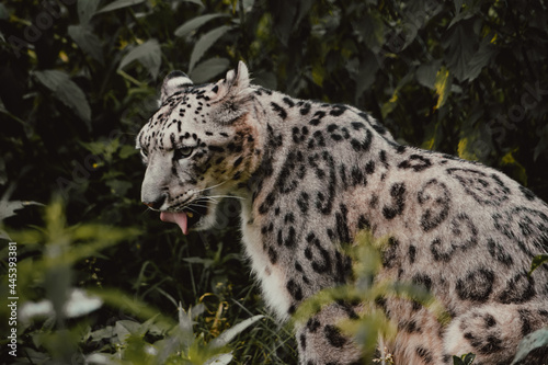 Leopard Portrait in Jungle