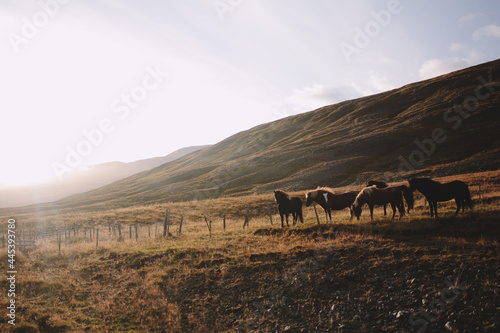 herd of horses © Veronika Kyjak