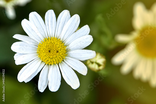 White daisy on a green background