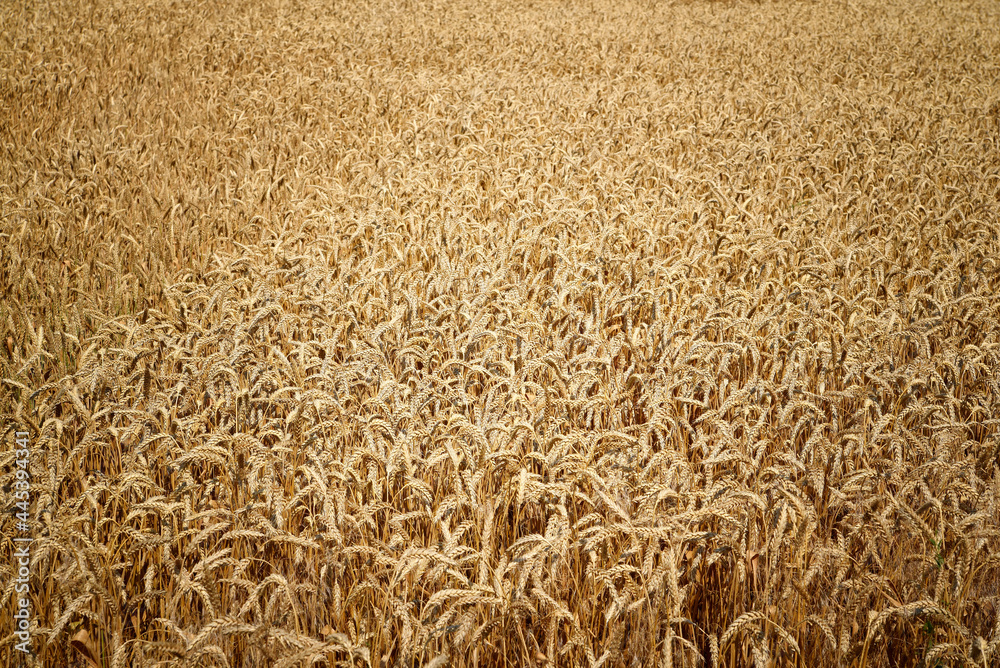 Background image of a wheat field Background image of a wheat field