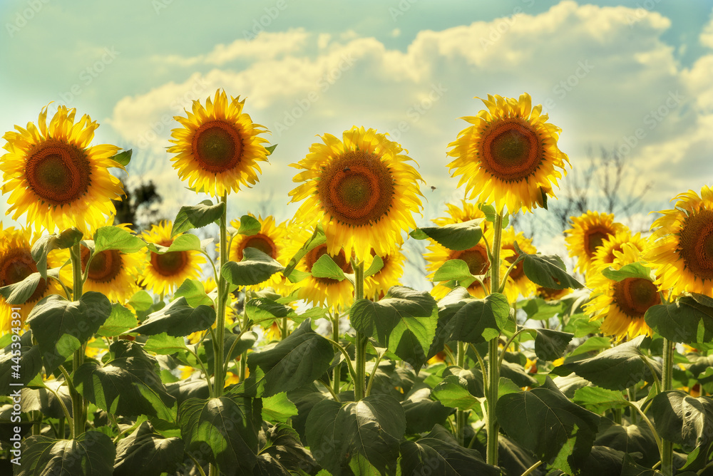Bright yellow sunflowers against a blue sky with clouds Bright yellow sunflowers against a blue sky with clouds