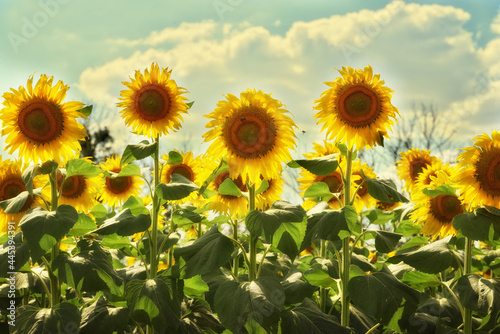 Bright yellow sunflowers against a blue sky with clouds