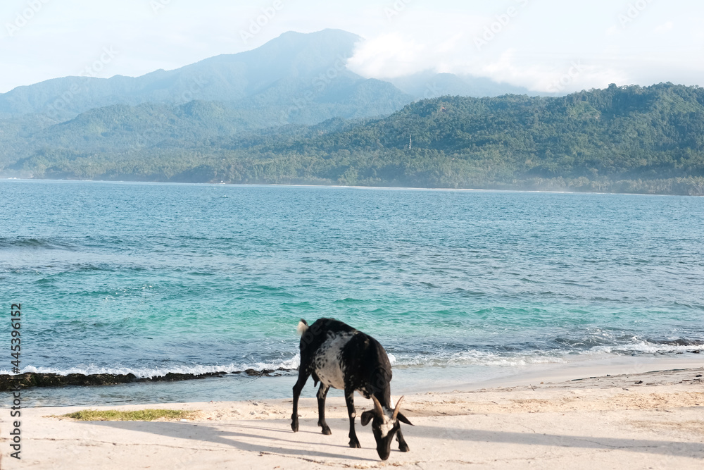  beach banana island