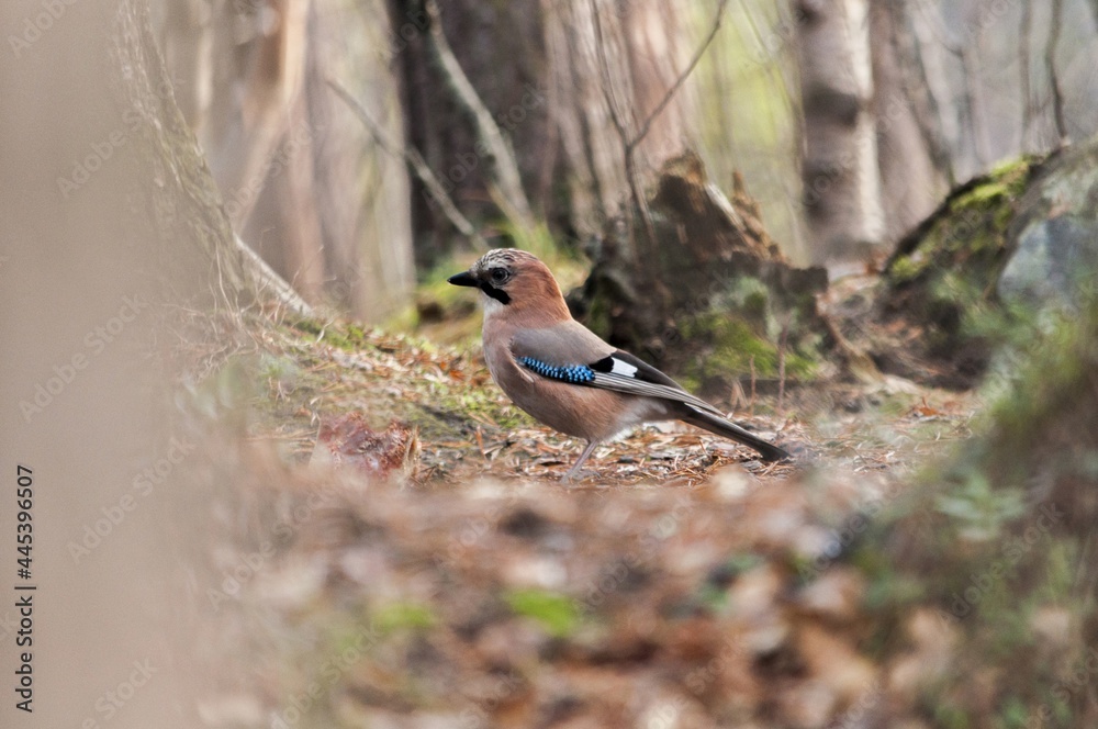 Obraz premium jay bird