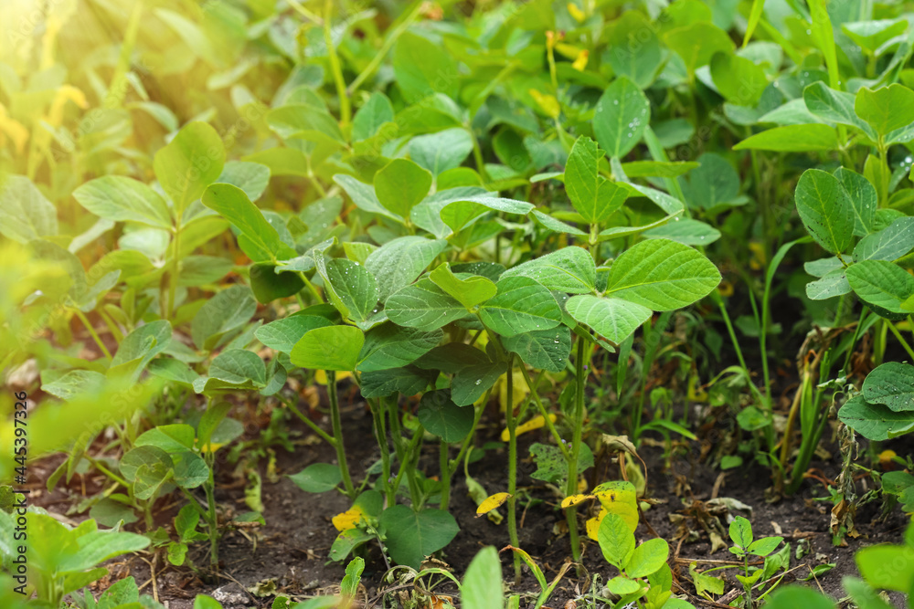 Obraz premium Agricultural soybean plantations on a sunny morning with drops of morning dew - a green soybean plant against sunlight. Agriculture concept