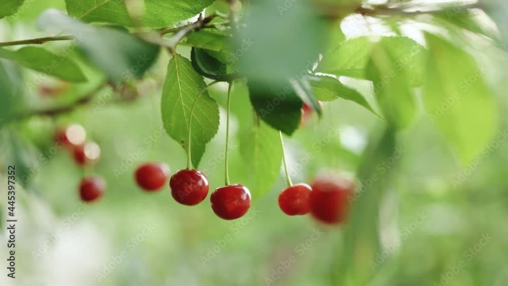Picking cherries in the orchard. Close up of fresh and ripe cherries picking from a branch. Hands picking ripe sweet cherries from a tree. Organic Farming Picking cherries in the orchard. Close up of fresh and ripe cherries picking from a branch. Hands picking ripe sweet cherries from a tree. Organic Farming