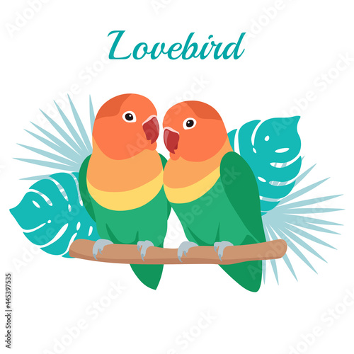 Lovebird parrot Vector illustration. Cartoon bird with tropical leaves isolated on white background.