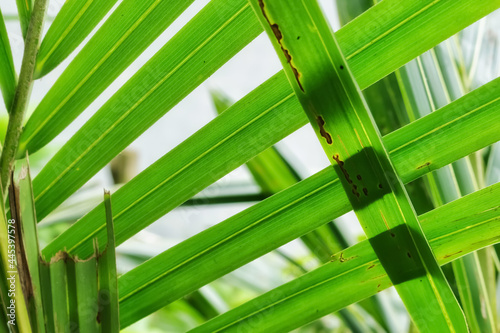 green leaves background