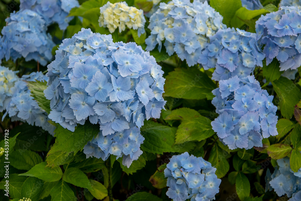 blue hydrangea flowers photo made outside in the garden blue hydrangea flowers photo made outside in the garden
