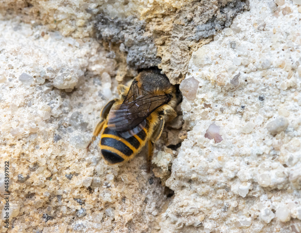 The solitary honey bee crawl to hole - entrance to her nest in wall of a old house. The solitary honey bee crawl to hole - entrance to her nest in wall of a old house.