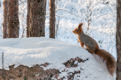 squirrel in the snow