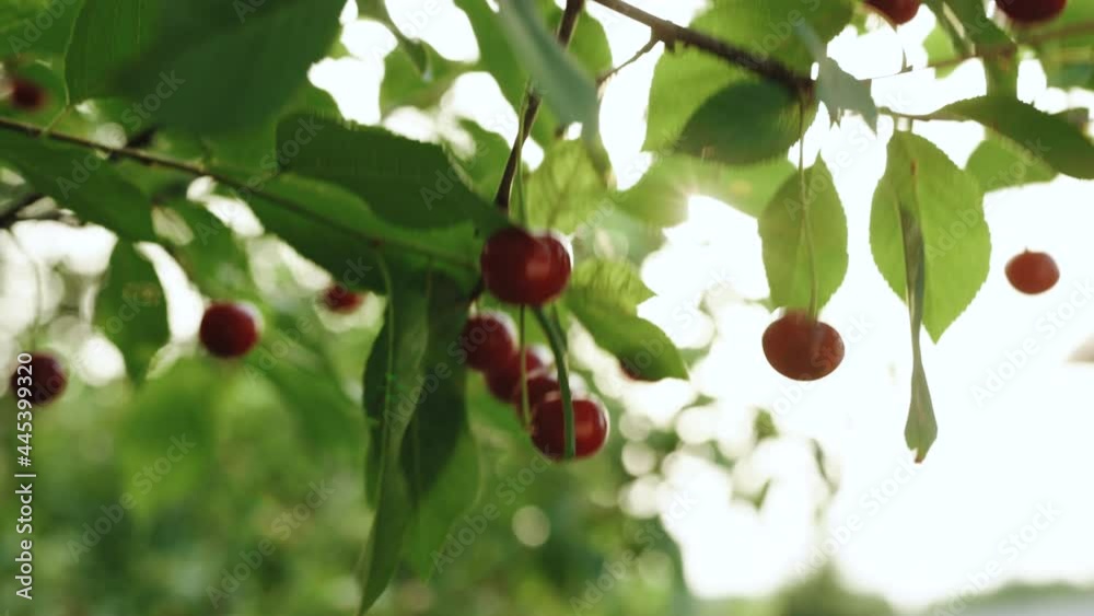 Cherry tree picking ripe cherries in the orchard. Close up woman hand picking fruit from cherry wood sunshine garden organic delicious harvest farm branch. Fresh red summer sweet tree bright vitamins Cherry tree picking ripe cherries in the orchard. Close up woman hand picking fruit from cherry wood sunshine garden organic delicious harvest farm branch. Fresh red summer sweet tree bright vitamins